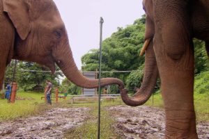 Elephants Learn To Work Together | Super Smart Animals | BBC Earth