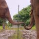 Elephants Learn To Work Together | Super Smart Animals | BBC Earth