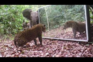 Elephants family VS a Leopard refusing to share his Mirror in the Jungle (Gabon, Equatorial Africa)