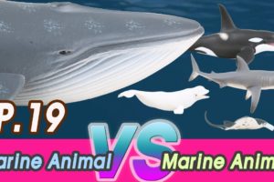 [En] #19 Marine Animal VS Marine Animal (Fighting Dinosaurs for kids) 공룡싸움 Collecta figure