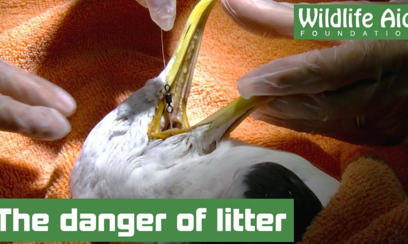 Entangled Gull with HOOK stuck in throat! - Animal Rescue