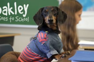 Ep 10: OAKLEY GOES TO SCHOOL - Cute Dog Video School Day