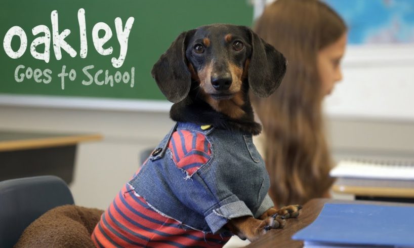 Ep 10: OAKLEY GOES TO SCHOOL - Cute Dog Video School Day