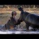 Epic Clash of the Beasts(Best Animal Fights Compilation 2013) Must see!!!