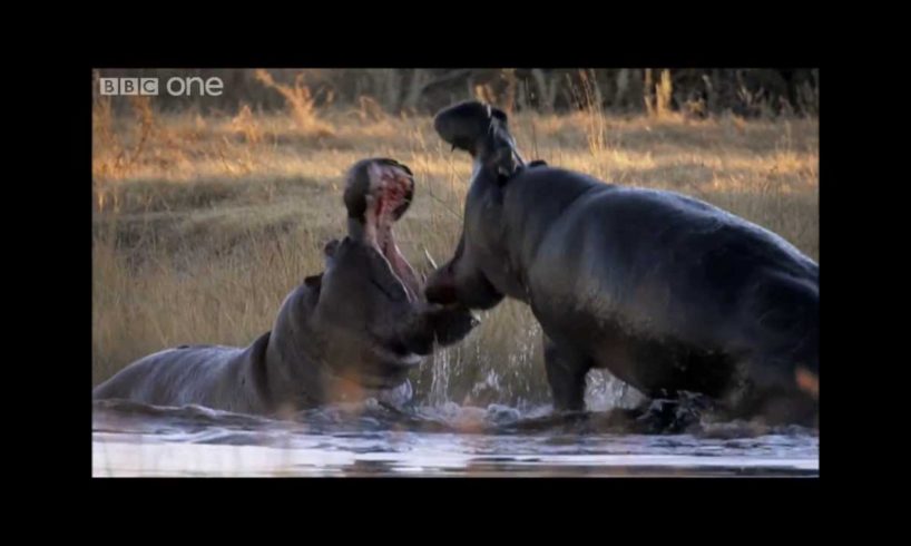 Epic Clash of the Beasts(Best Animal Fights Compilation 2013) Must see!!!