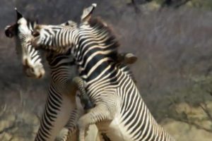 Epic Zebra Fight For Mate | Africa | BBC Earth