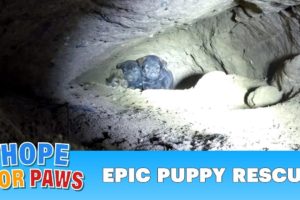Epic puppy rescue - 18 feet into the earth!!! Dangerous Hope For Paws rescue!