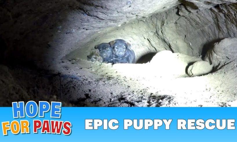 Epic puppy rescue - 18 feet into the earth!!! Dangerous Hope For Paws rescue!