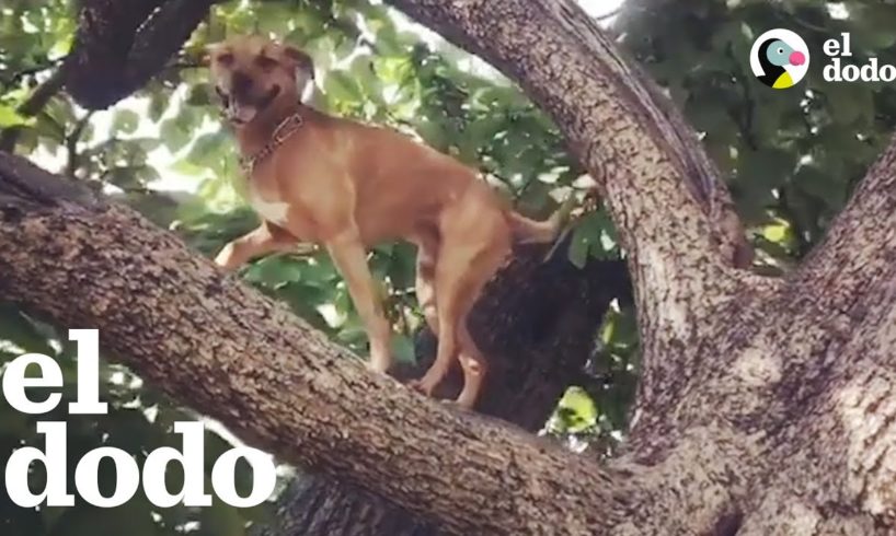 Este perrito parece un leon trepando árboles | El Dodo