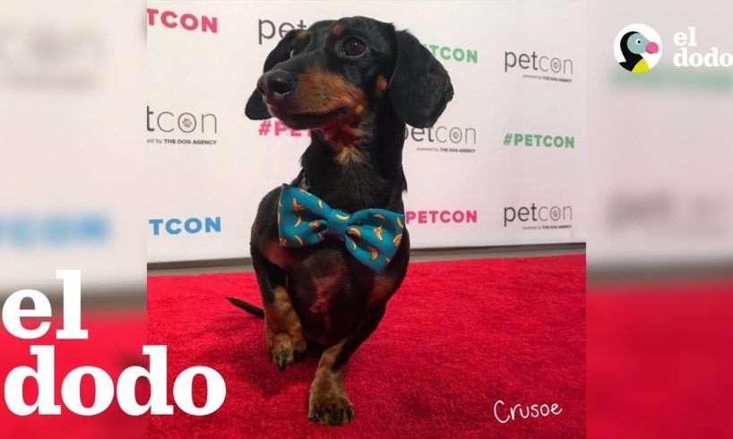 Este perro tiene mejor vida que tú | El Dodo
