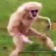 Europe's Oldest Lar Gibbon Monkey Runs Past Visitors (Storyful, Wild Animals)