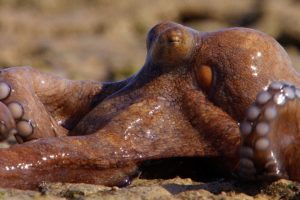 Extraordinary Octopus Takes To Land | The Hunt | BBC Earth