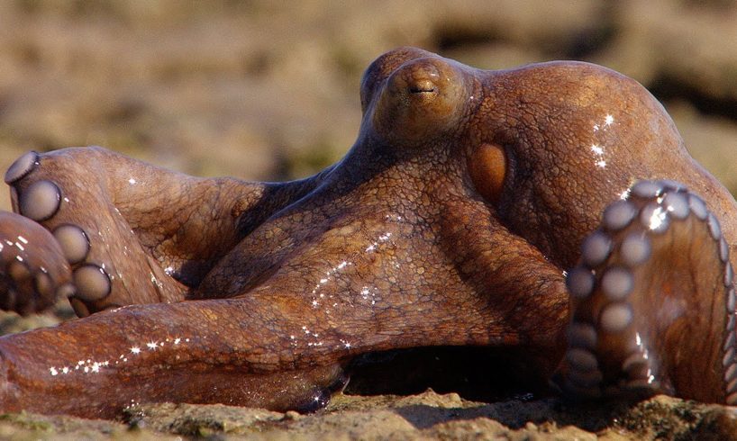 Extraordinary Octopus Takes To Land | The Hunt | BBC Earth