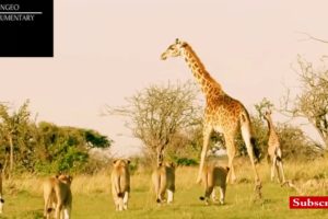 Extreme Animal Fights to The Death-Lions VS Giraffe-Brutal Wild Animals Fight