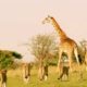 Extreme Animal Fights to The Death-Lions VS Giraffe-Brutal Wild Animals Fight