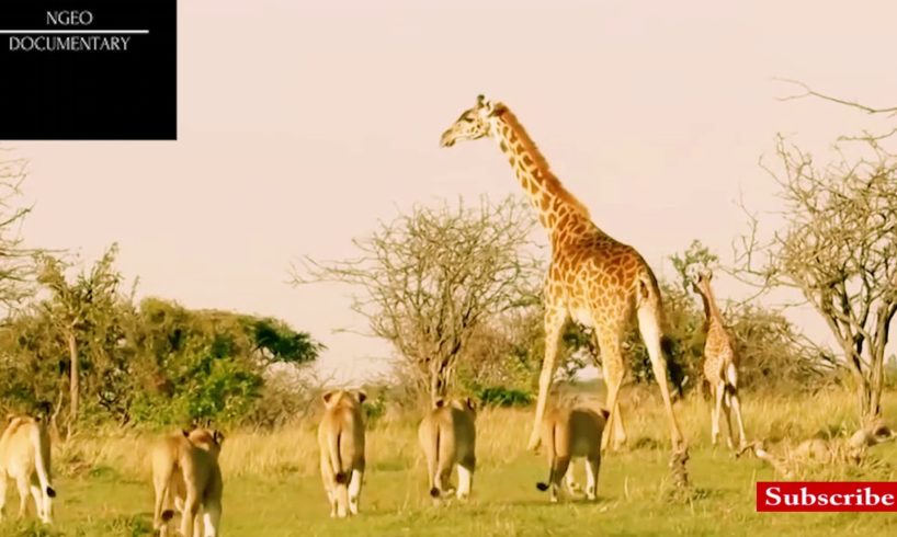 Extreme Animal Fights to The Death-Lions VS Giraffe-Brutal Wild Animals Fight
