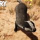 FAR CRY PRIMAL - Badger Animal Fight Compilation (PS4) HD