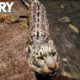 FAR CRY PRIMAL - Leopard Animal Fight Compilation (PS4) HD