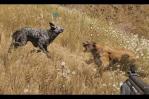 FARCRY 5 - Boomer vs Cougar (Animal Fights)