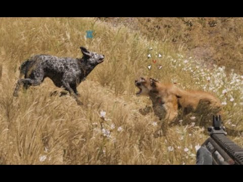 FARCRY 5 - Boomer vs Cougar (Animal Fights)