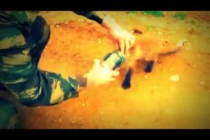 FUNNY Baby Fox Rescued from Jar Funny Animals Funny Animal Videos
