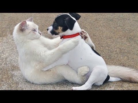 FUNNY Cats and  CUTE Puppies Playing Together  - Funny Dog and Cat Compilation