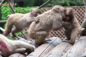 Fight of monkey : Animal fight