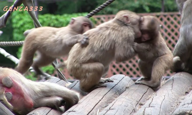 Fight of monkey : Animal fight