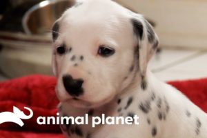 Fireman Becomes New Owner Of A Lovable Dalmatian | Too Cute!