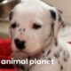 Fireman Becomes New Owner Of A Lovable Dalmatian | Too Cute!