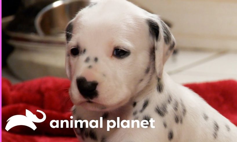 Fireman Becomes New Owner Of A Lovable Dalmatian | Too Cute!