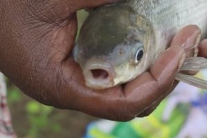 Fish Curry Recipe - Fish Hunting - Small Fish Curry Village Style - Country Food