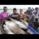 Fish Market Digha Mohona (Rui, Katla, Ilish, Pomfret, Lote ) | Street Food Loves You