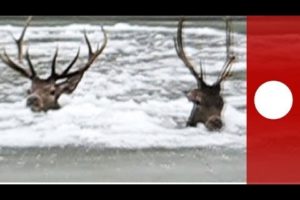 For deer life: Dramatic animal rescue on frozen river in Poland