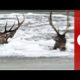 For deer life: Dramatic animal rescue on frozen river in Poland