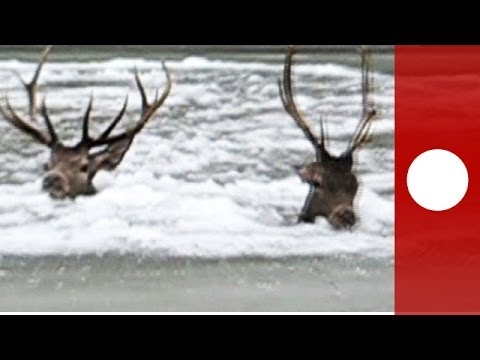 For deer life: Dramatic animal rescue on frozen river in Poland