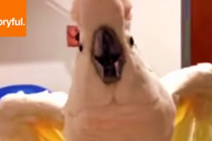 Foul Mouthed Cockatoo Hates Nails Trimmed (Storyful, Wild Animals)