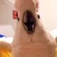 Foul Mouthed Cockatoo Hates Nails Trimmed (Storyful, Wild Animals)