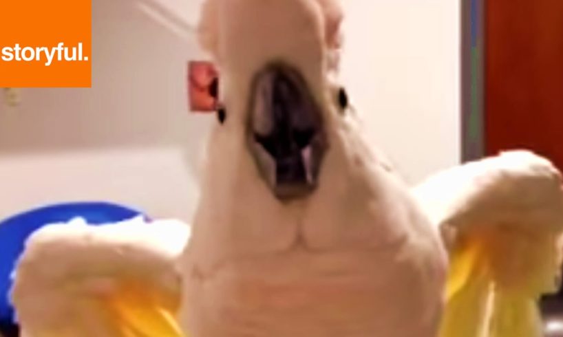 Foul Mouthed Cockatoo Hates Nails Trimmed (Storyful, Wild Animals)