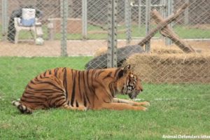 Freedom for Hoover the tiger after life spent in circus cage