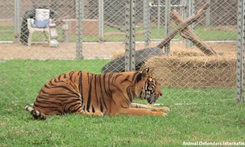 Freedom for Hoover the tiger after life spent in circus cage