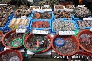 Fresh Seafood at Noryangjin Fish Market in Seoul, South Korea