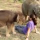 Friendship of wild animals and a human