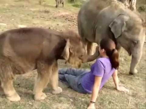 Friendship of wild animals and a human