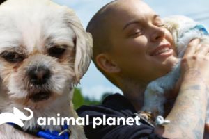 From Puppy Mill Breeding Dog To Beloved Pet! | Amanda To The Rescue