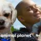 From Puppy Mill Breeding Dog To Beloved Pet! | Amanda To The Rescue