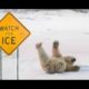 Funniest Animals Slipping on Ice Compilation - TRY NOT TO LAUGH - Funny Animal Videos 2017