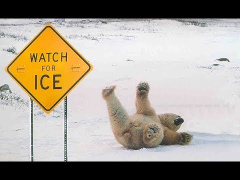 Funniest Animals Slipping on Ice Compilation - TRY NOT TO LAUGH - Funny Animal Videos 2017