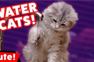 Funniest Cats Hate Water Videos Compilation December 2016 | Kyoot Animals