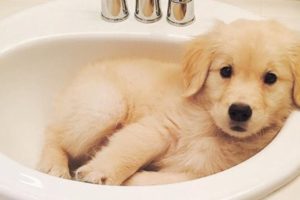 Funniest Videos Of Puppies - World Best Cutest Puppies - Puppies TV